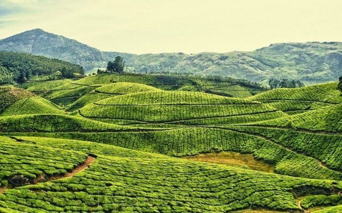 Настоящий чай из Индии в наличии. - фото pic_2dfde98f79ca404_700x3000_1.jpg