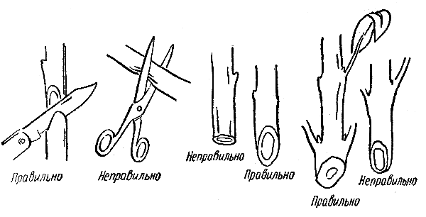 Срезы цветочных стеблей