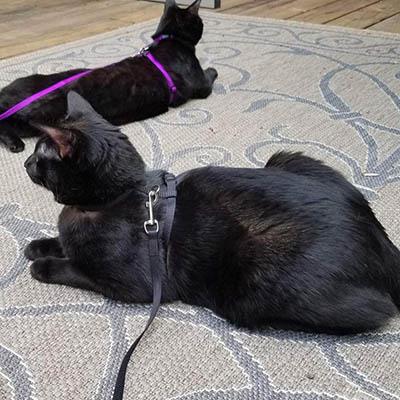 Набор для кошек Petsy шлейка + поводок QCO-011/black. Фото 1 в описании