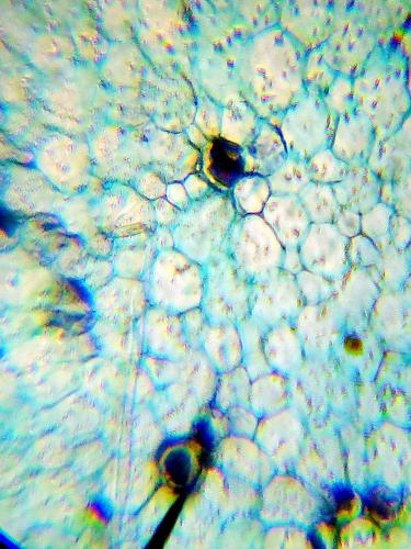 Микроскоп Levenhuk LabZZ M101 Azure 69301. Фото 9 в описании