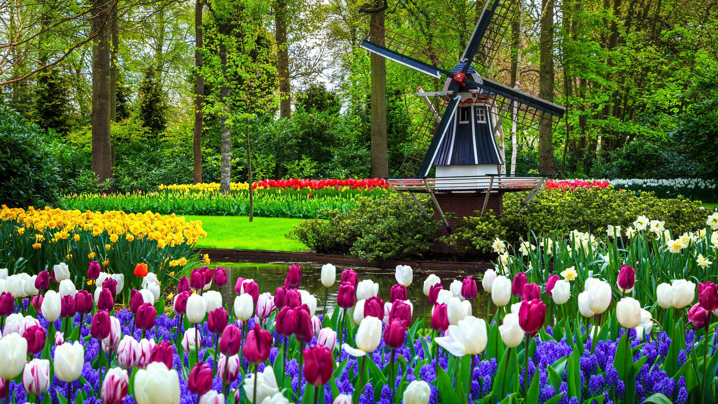 Парк Кёкенхоф в Голландии – парад цветов 2024: фото, билеты